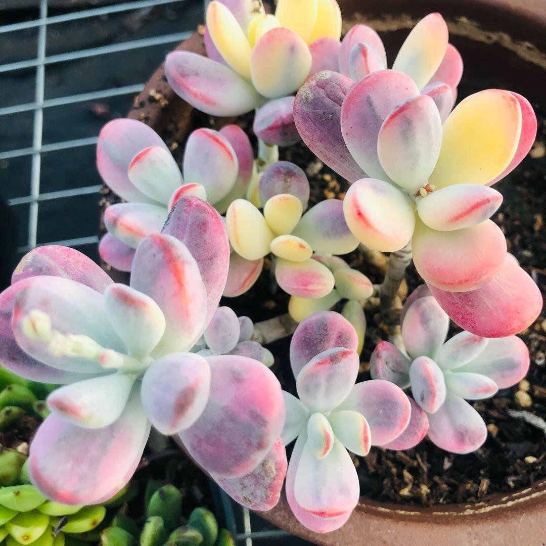 海通花卉