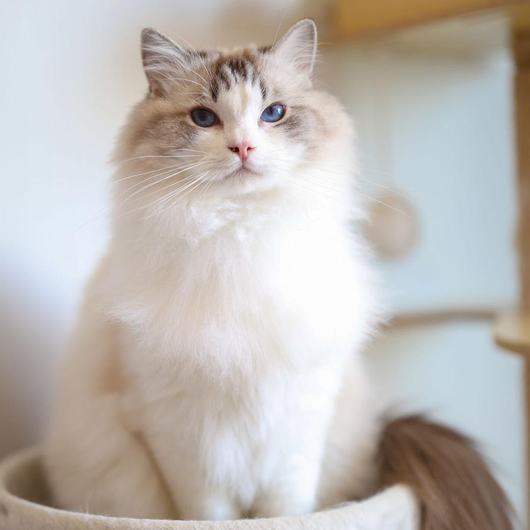 喵喵会客厅 猫咖 洗护 美容 寄养 食品