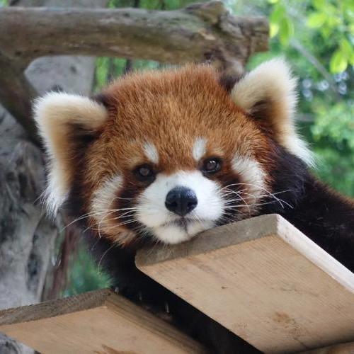 微观探索-图灵基因