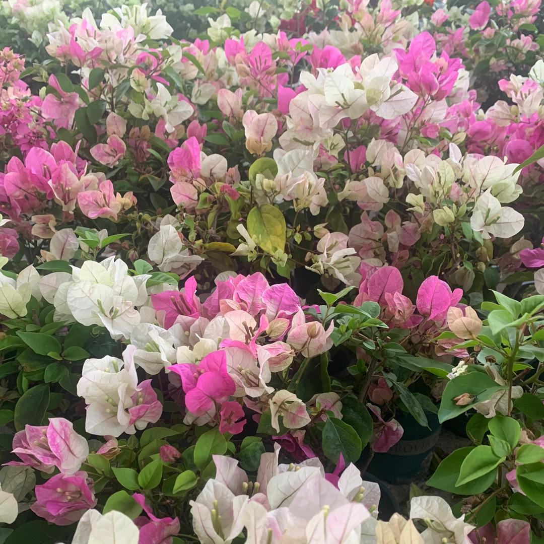 欣荣花卉店