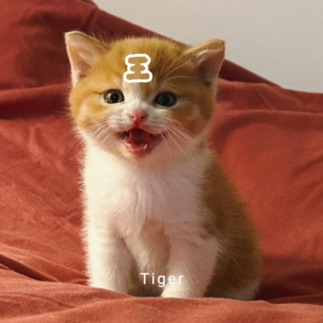 猪油小咪tiger🐯