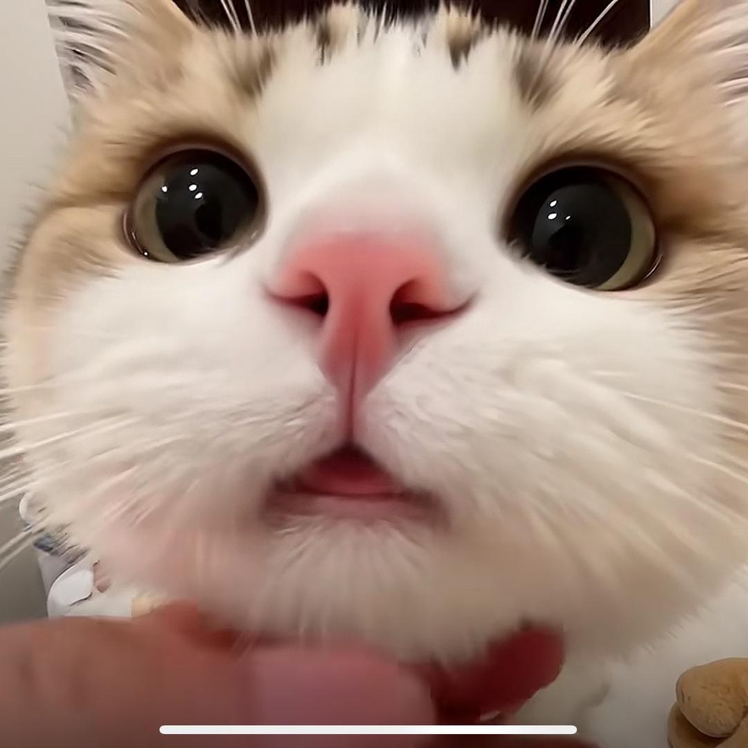 小奶猫…
