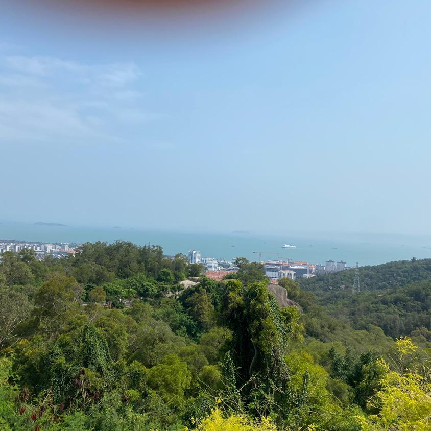 泡泡花卉