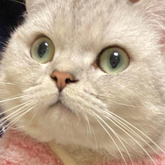 一只柚柚