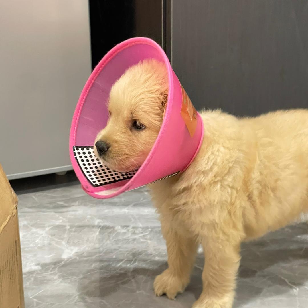 金毛王小七