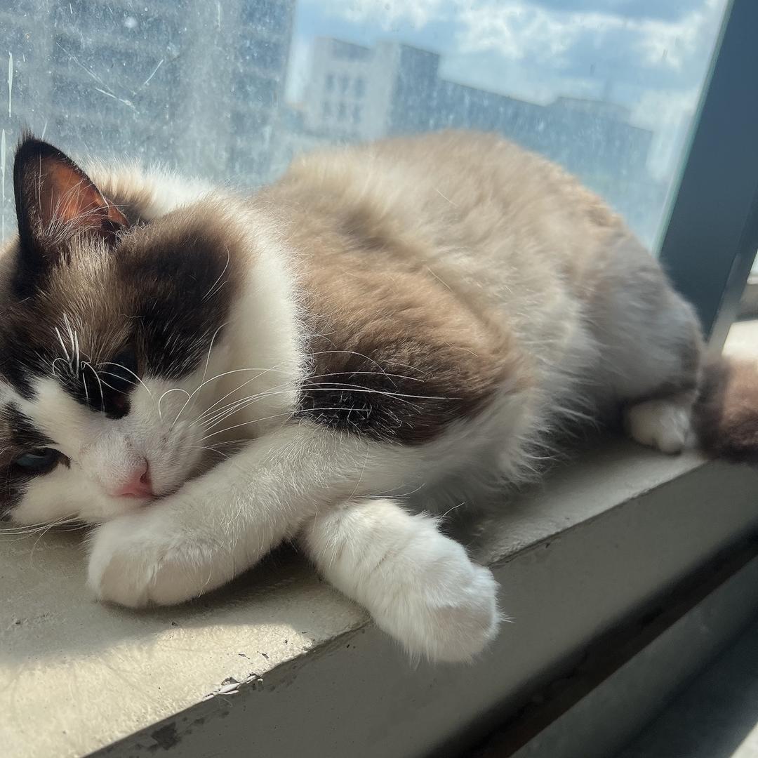 米兜兜是布偶猫