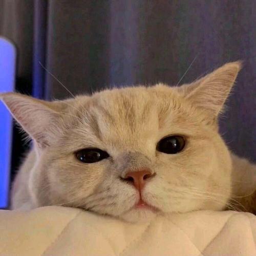 打工猫