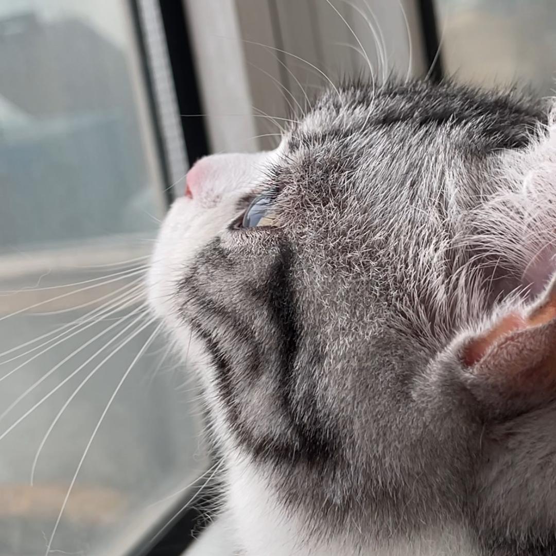 招财猫小趴菜