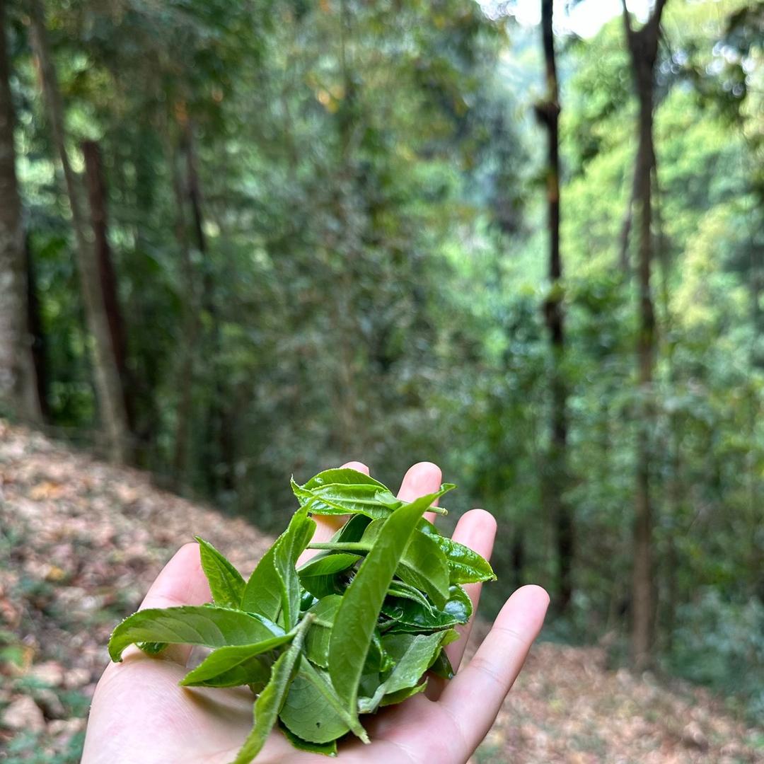 易武凤凰窝——瑶族丁家寨下寨63号