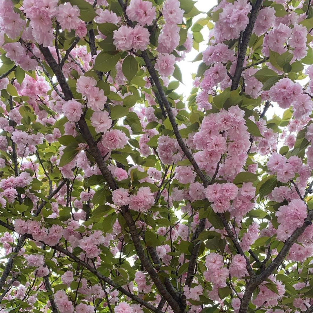 生活满分的阿姨