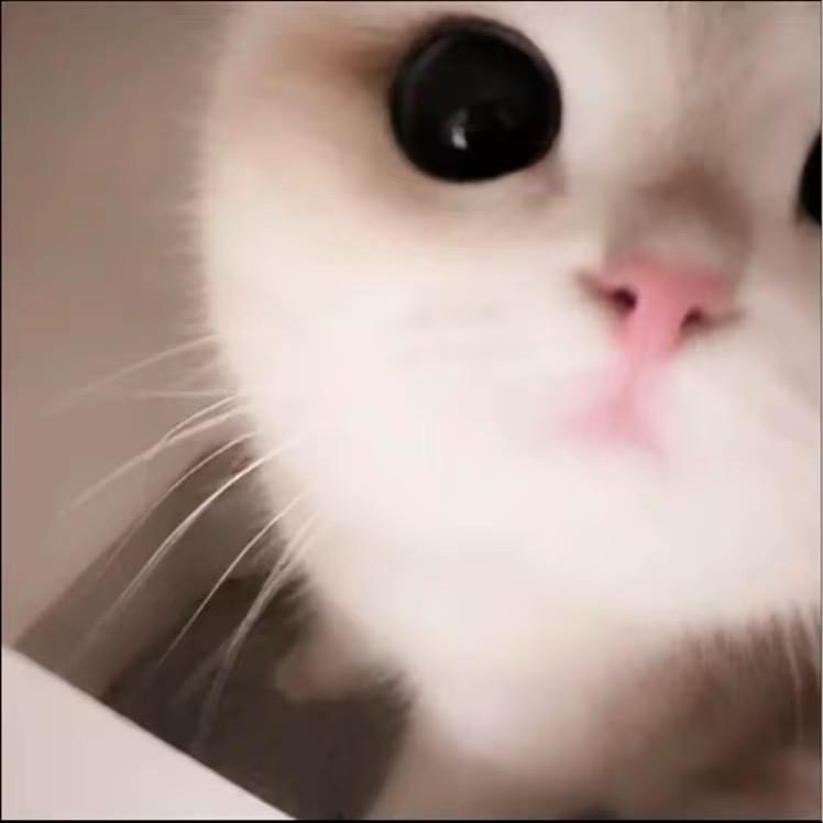 猫耳