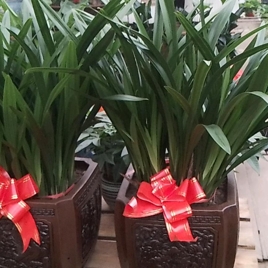 胖姐铜锅涮牛羊肉官方号