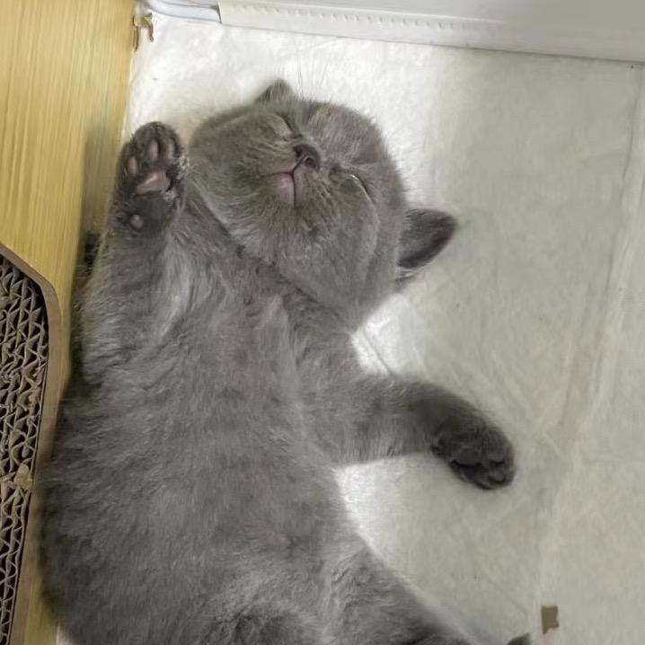 阴沟里的蟑螂恶霸