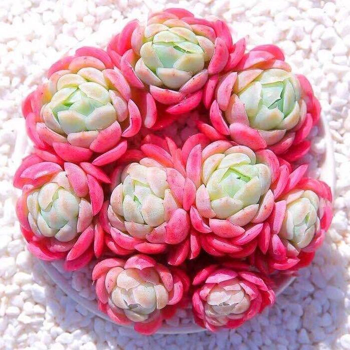 云南红太阳多肉