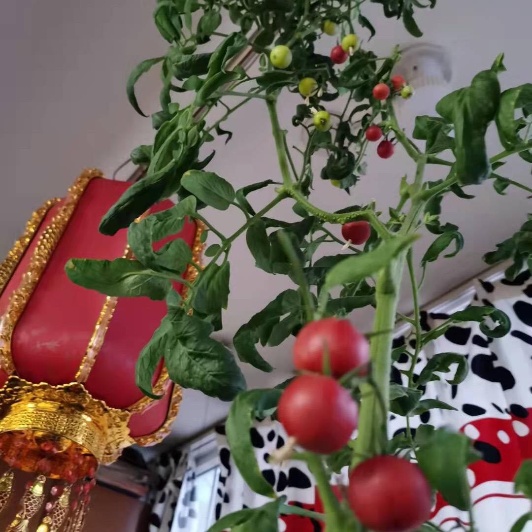 仙林