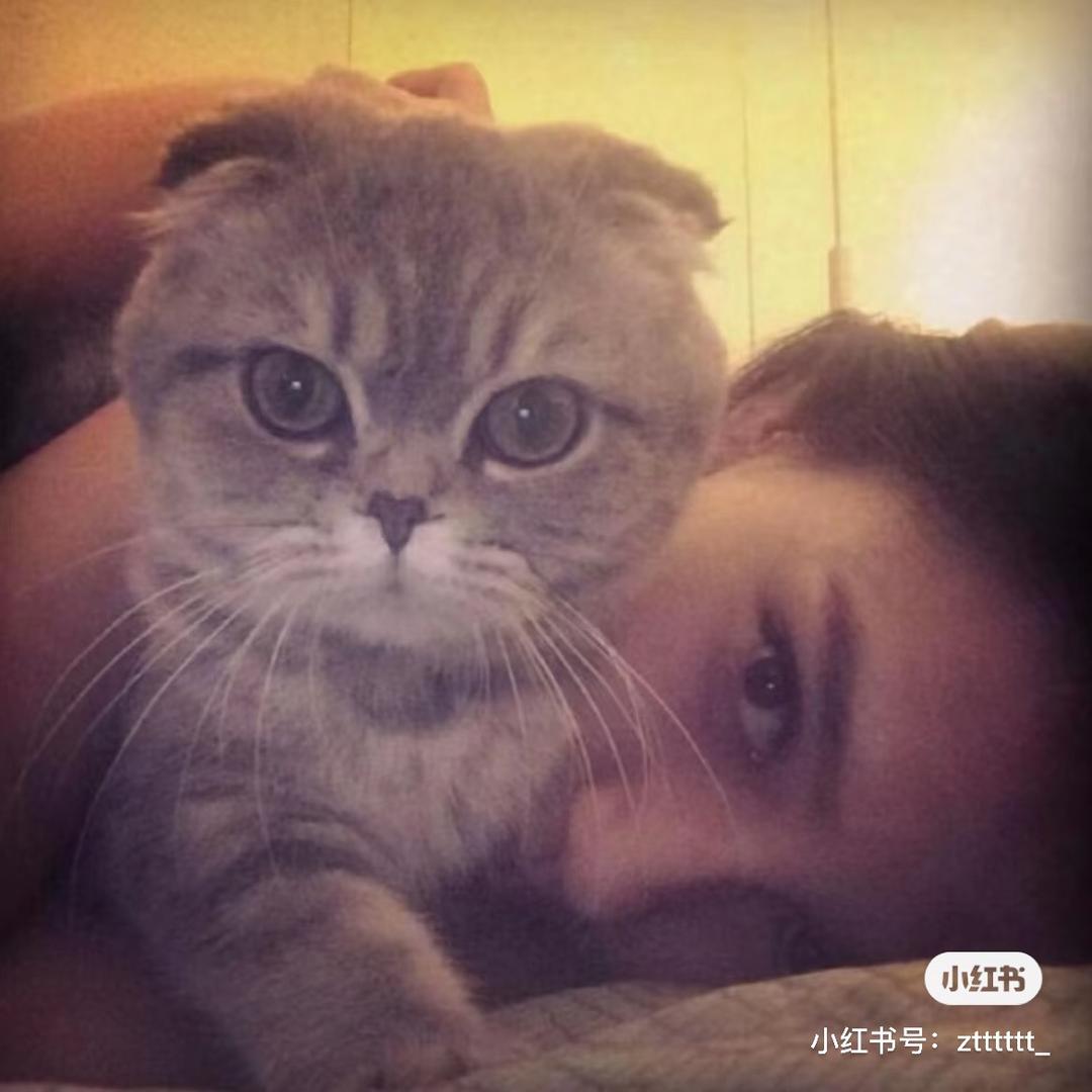 猫大厨