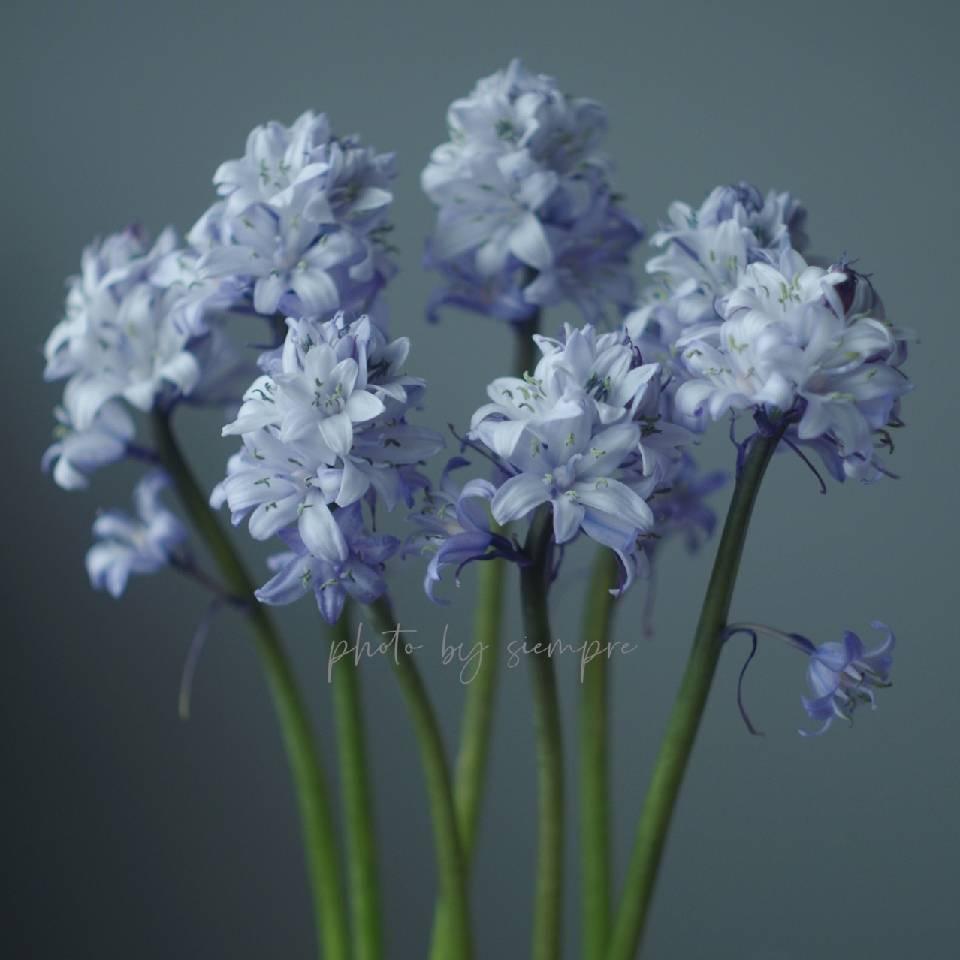 森野花艺研究所【石家庄店】