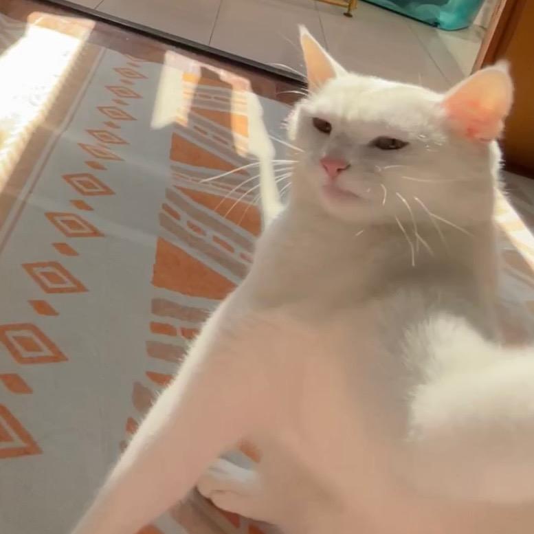 旺财是只猫