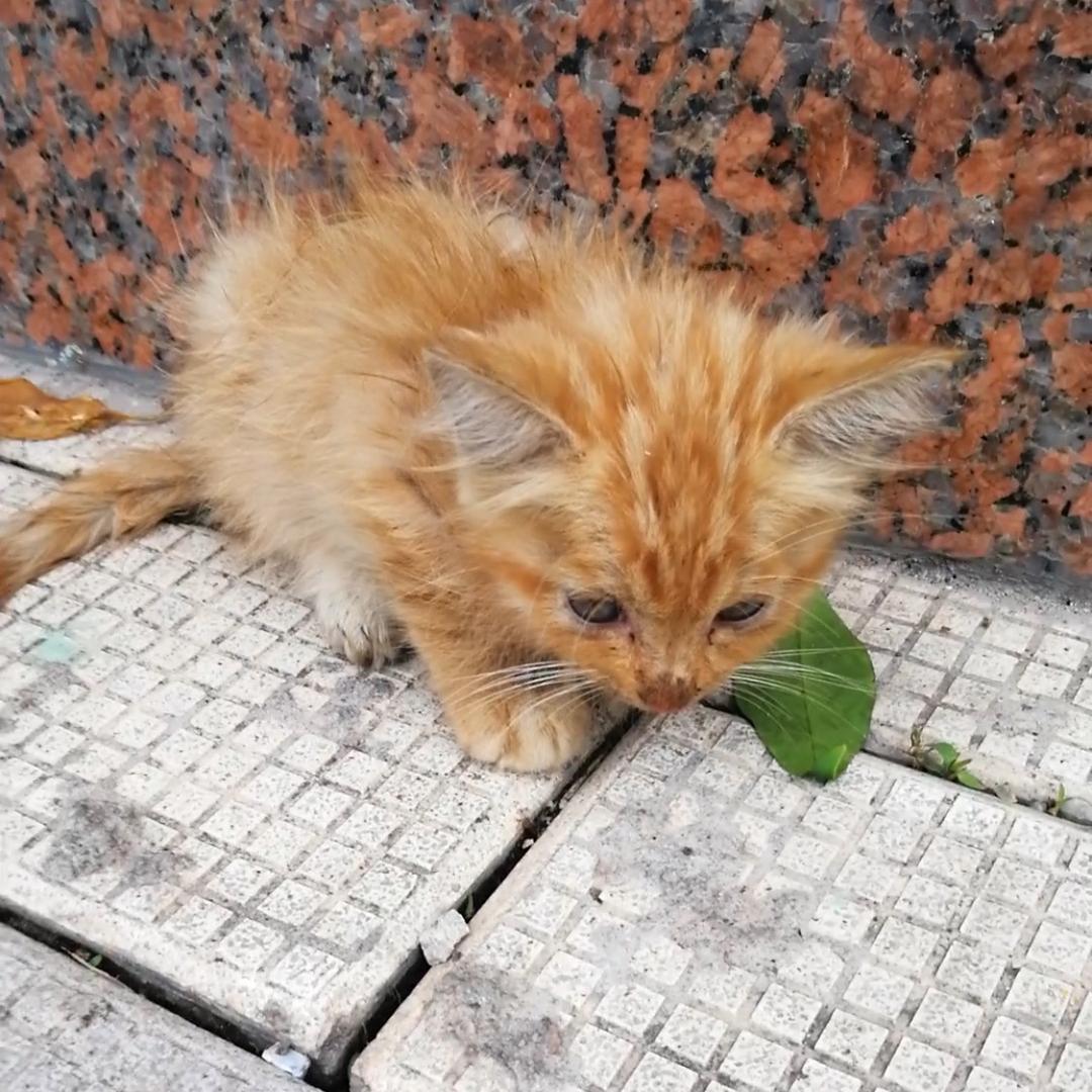 爱捣鼓的橘小七