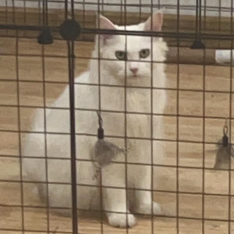 运营猫天帝