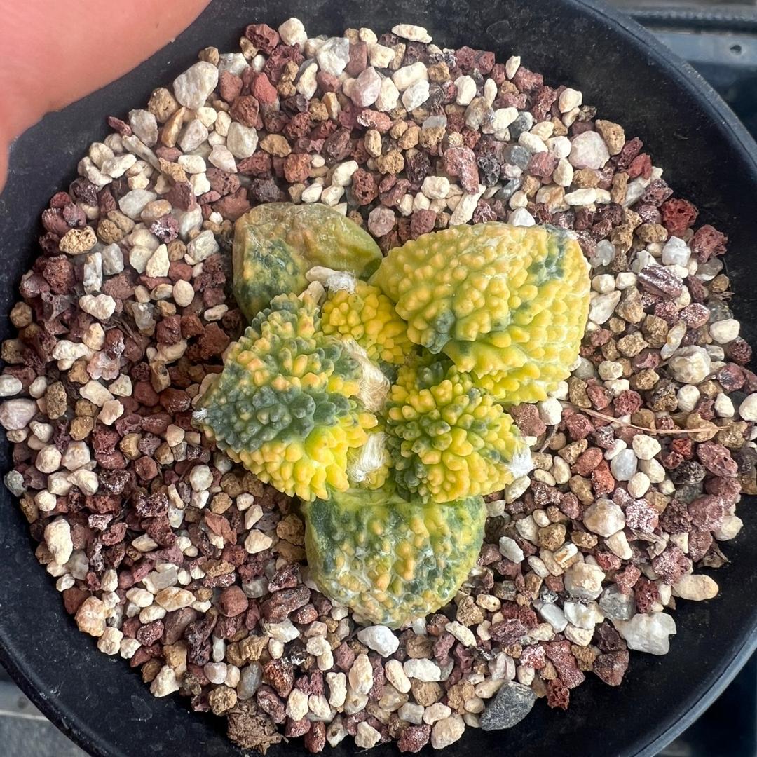 荥阳市箐桃花卉销售处的小店个体店2号