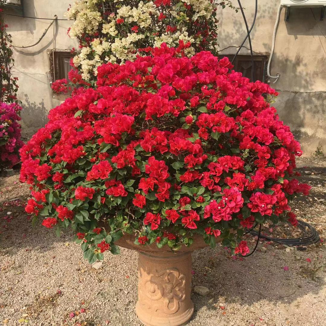 沐影花卉