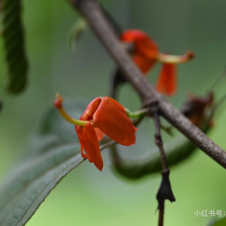 小蓝小蓝.