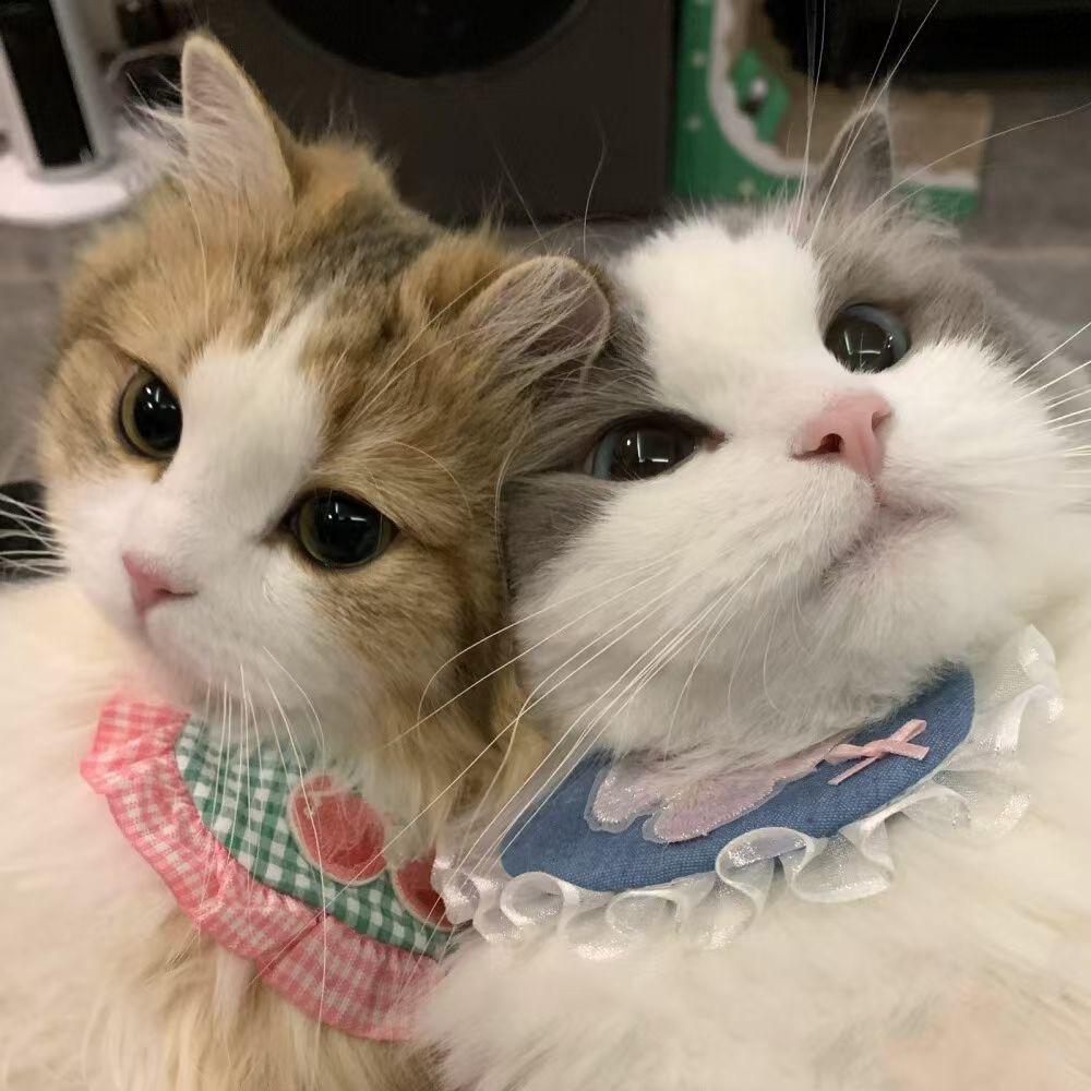 喵小宅（小清）