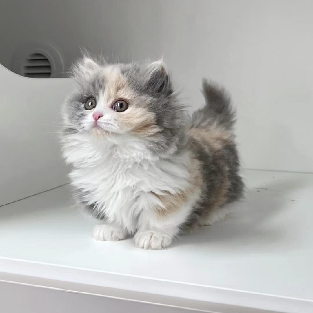 糯咪猫舍