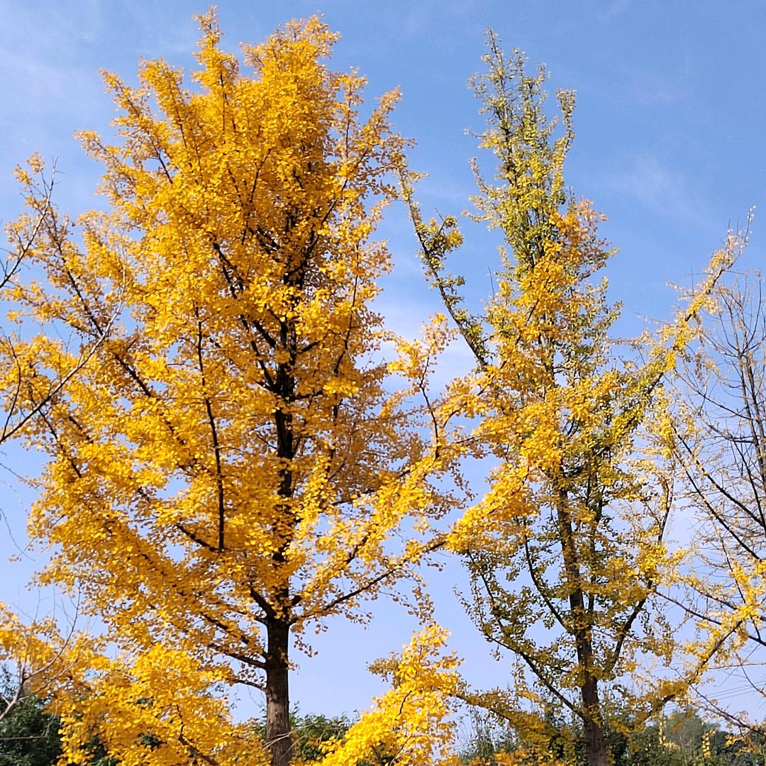 (ฅ>ω<*ฅ)娟╭(╯ε╰)╮