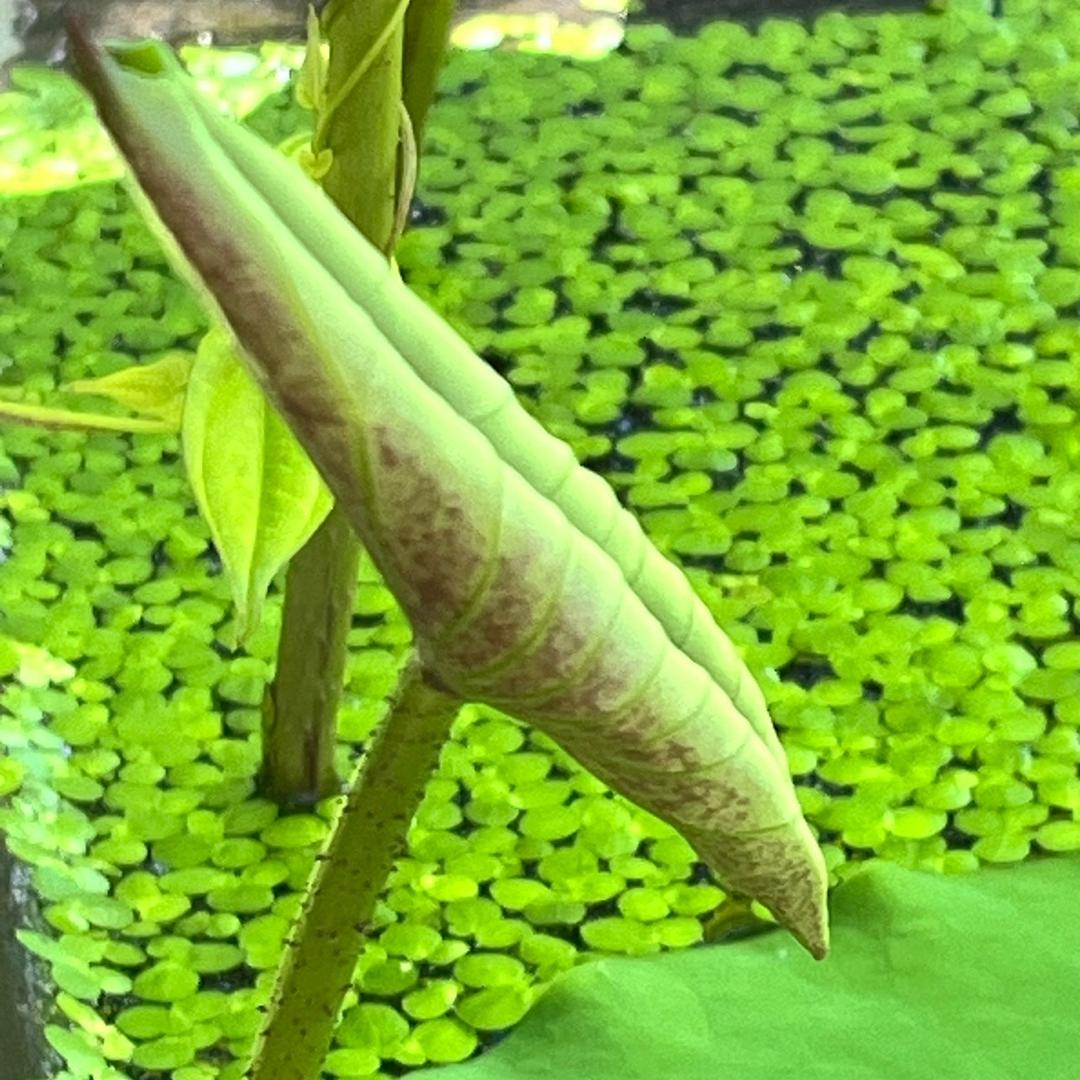 小泽优选