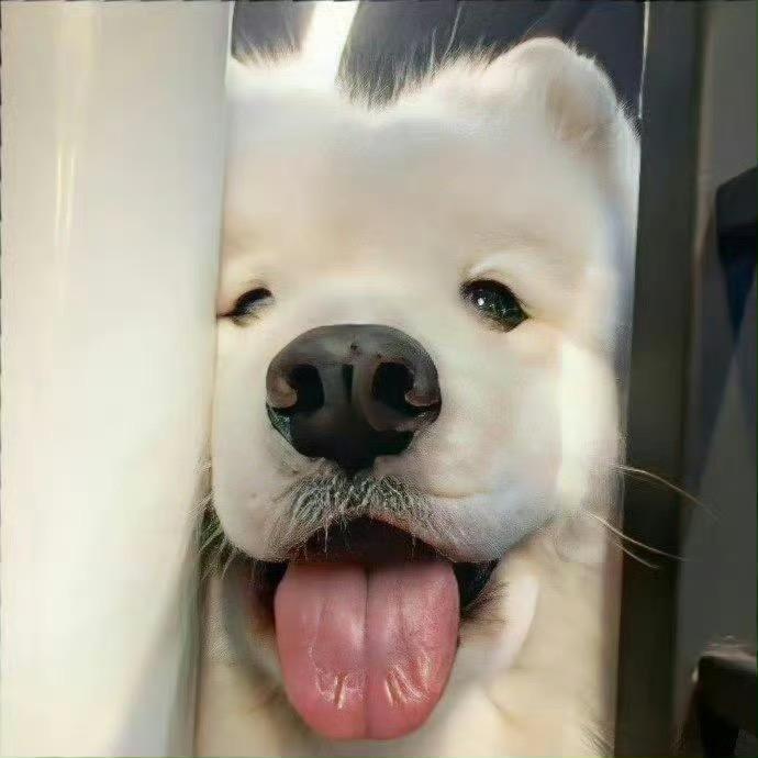 狗弟