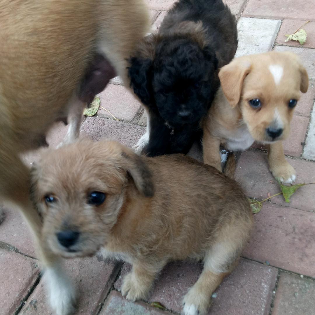 梁家护生小院（流浪狗之家）