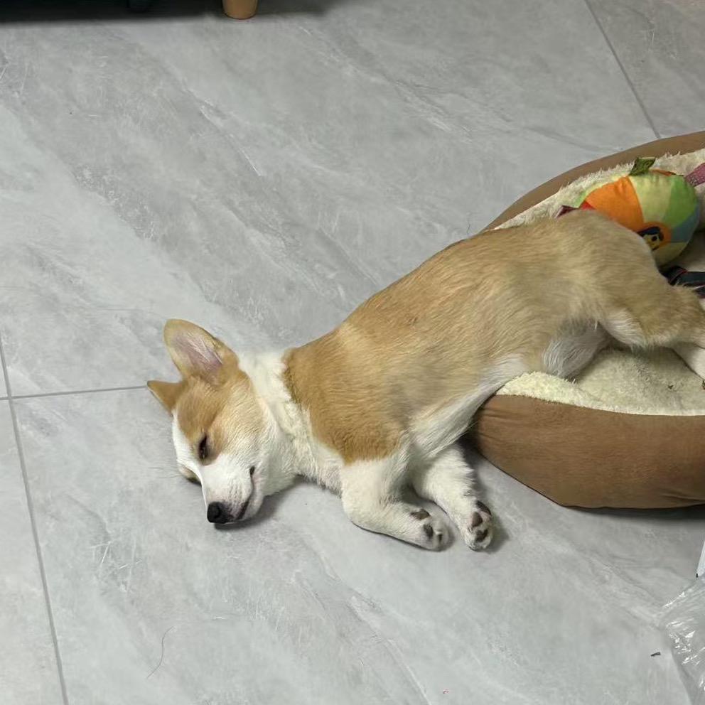 土豆爱吃