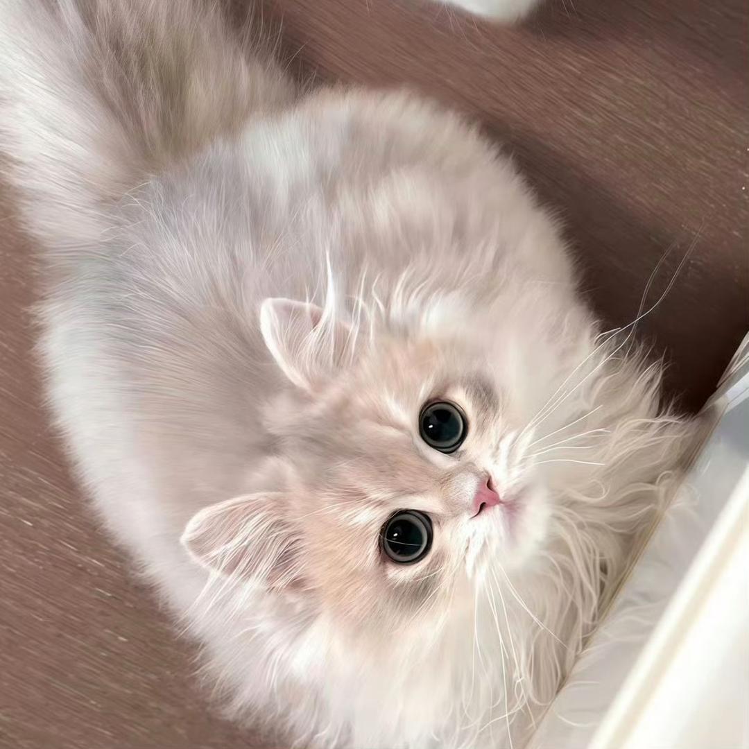 一只叫菊丸的猫头像