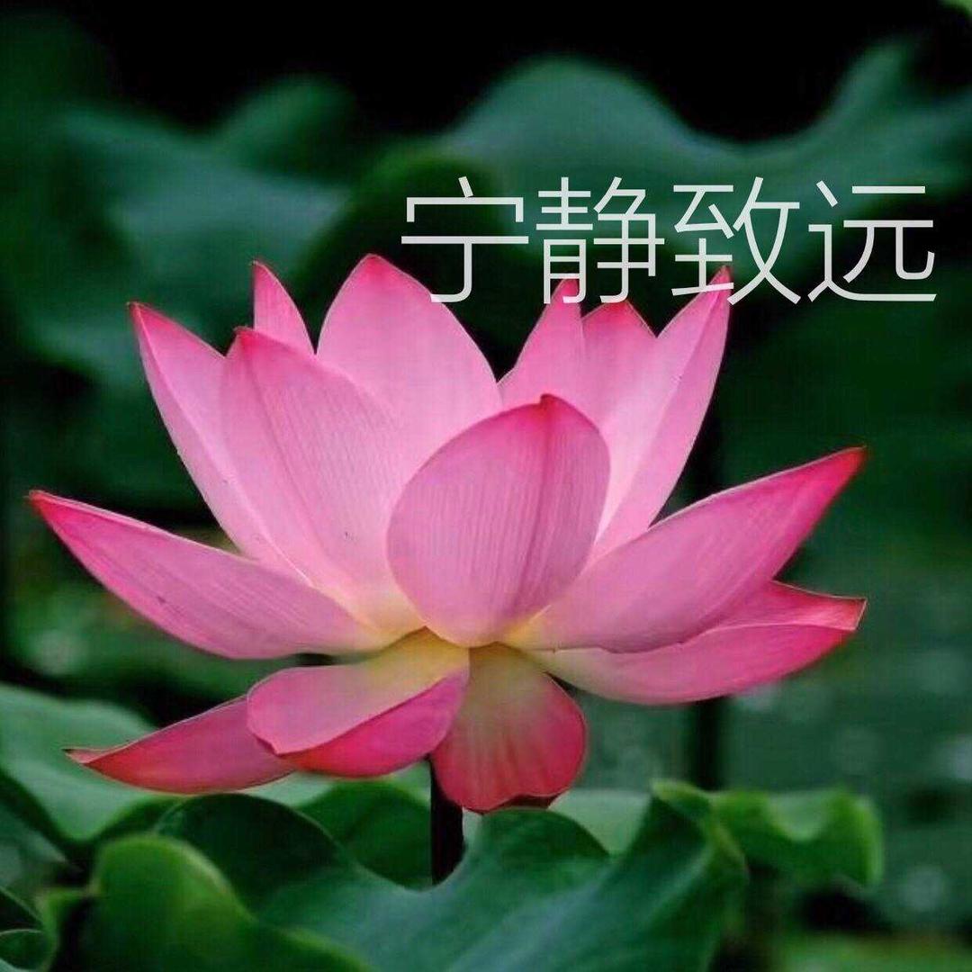 流浪花