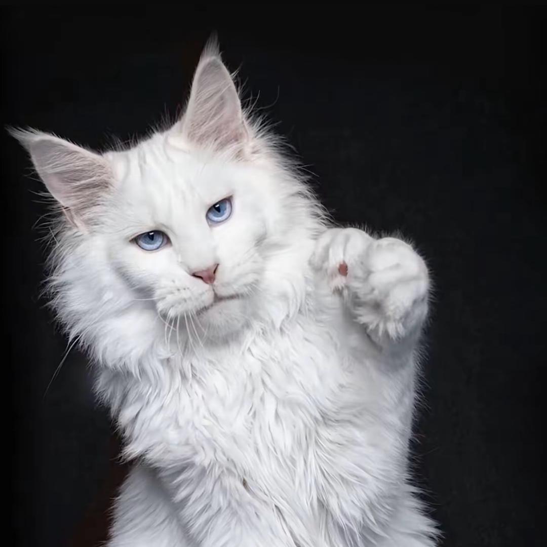 小帅的缅因猫舍