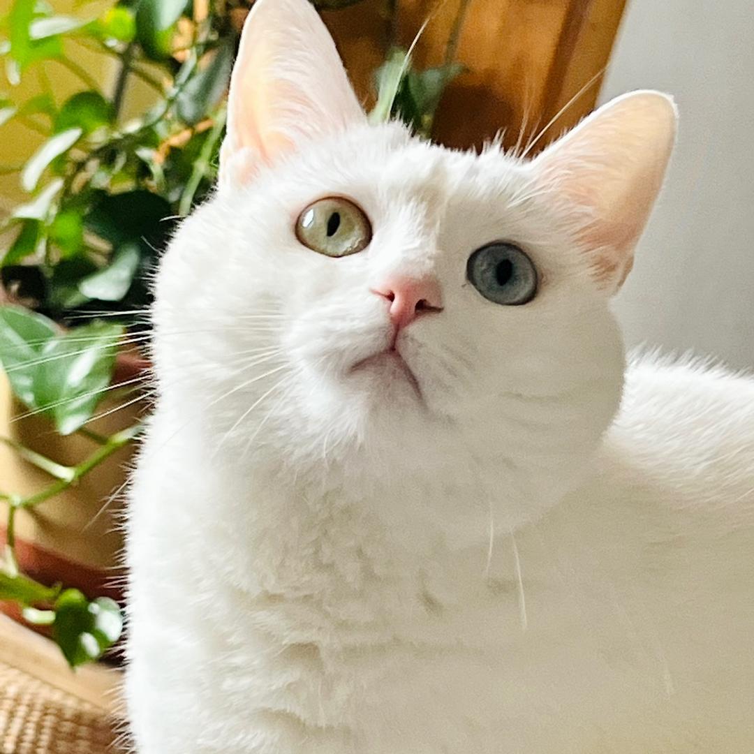 一口甜酒（我不吃我不喝我就要搓甲