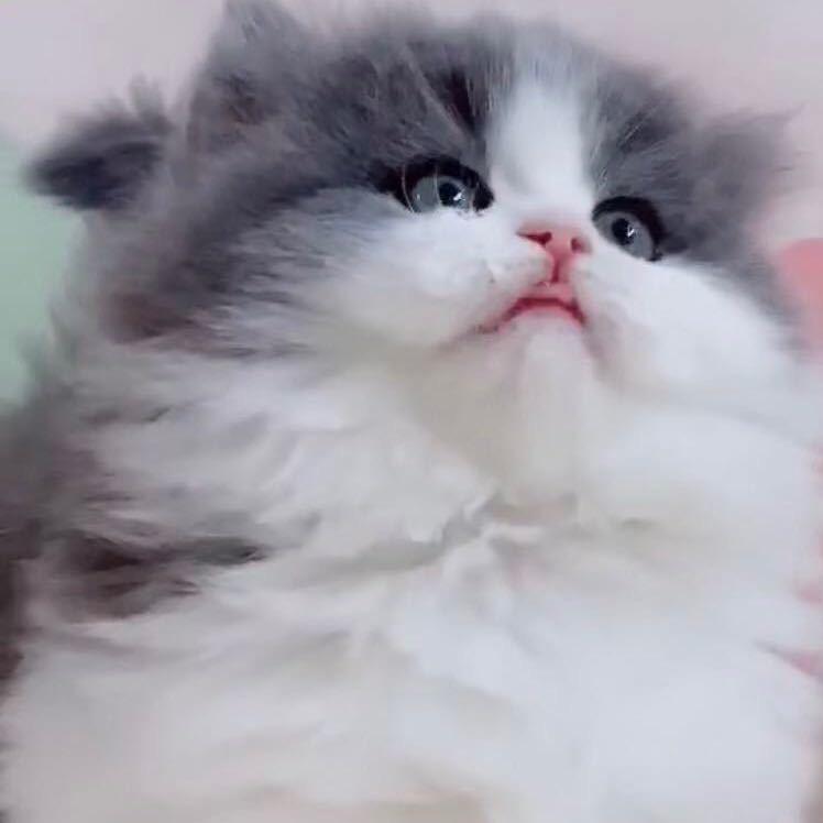 囡囡阿比西尼亚 缅因猫