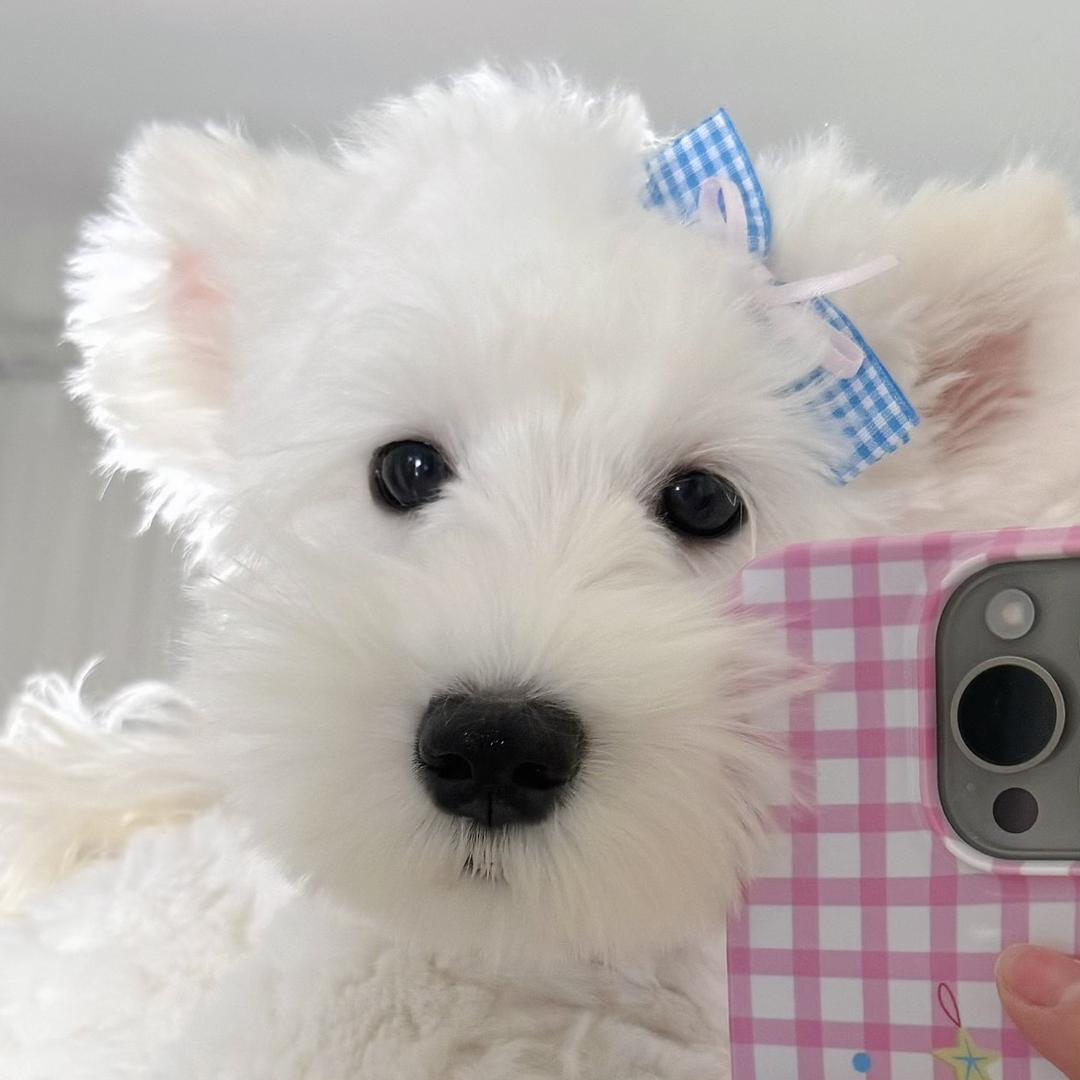 巴卜派BUBBLE PET