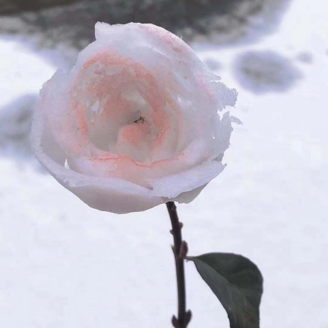 芊羽墨