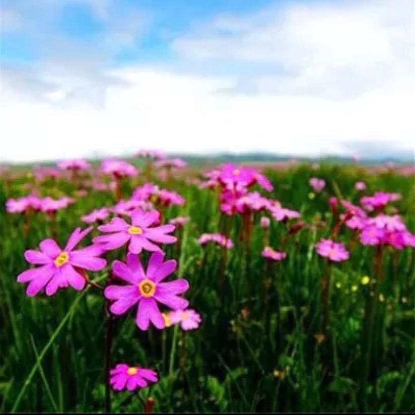 锦上添花
