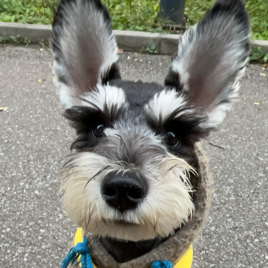 大耳朵Ollie🐾🐾