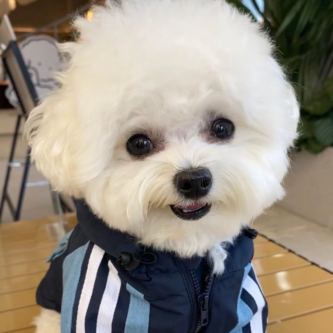 小梦爱养狗