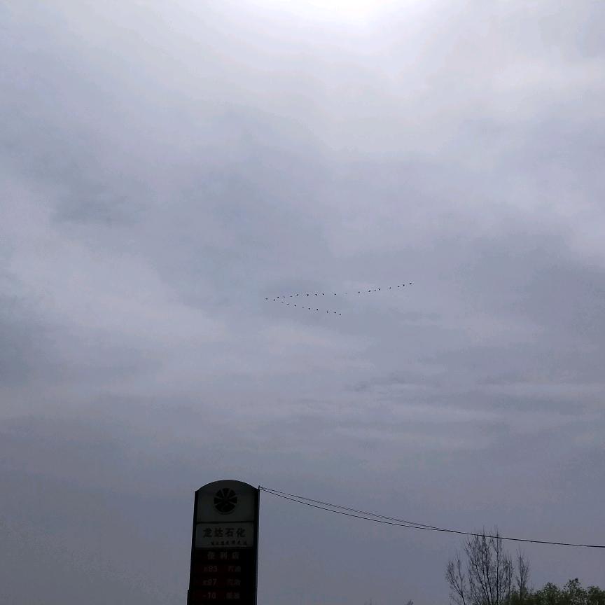 杨哥