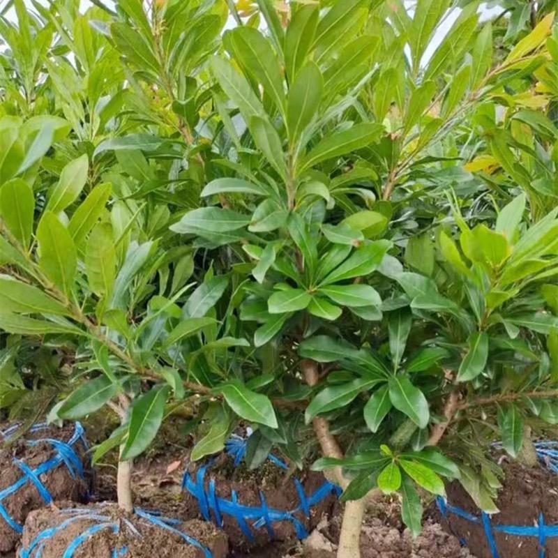 花农氏仙居果树苗木专卖店杨梅苗木