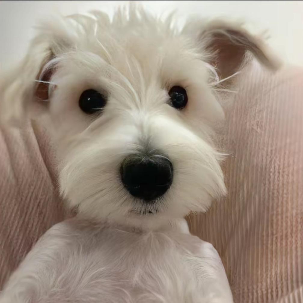 康伴严选宠物狗狗