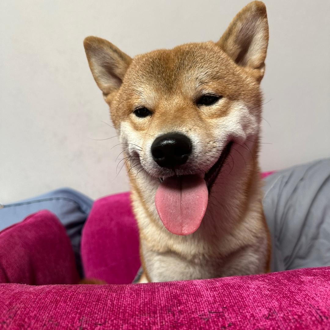 乔大帅