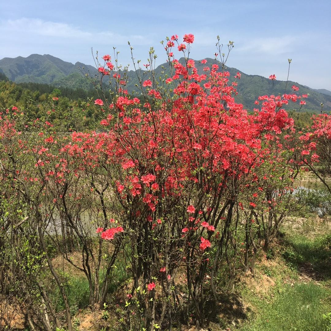 关注就一个