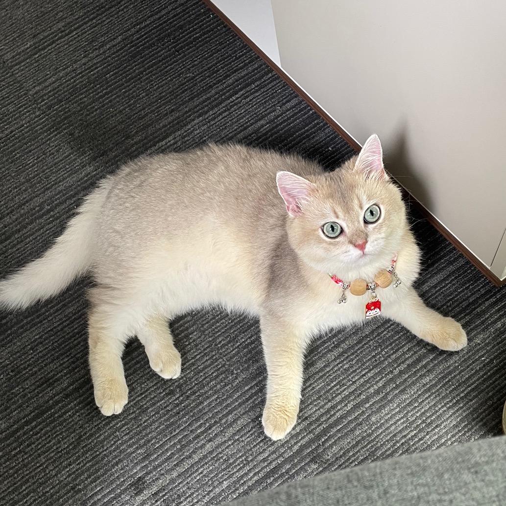 宝迪路主理人岚猫
